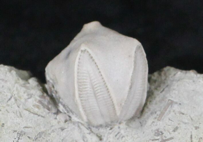 Blastoid (Pentremites) Fossil - Illinois #20870